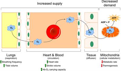 Cross-Species Insights Into Genomic Adaptations to Hypoxia